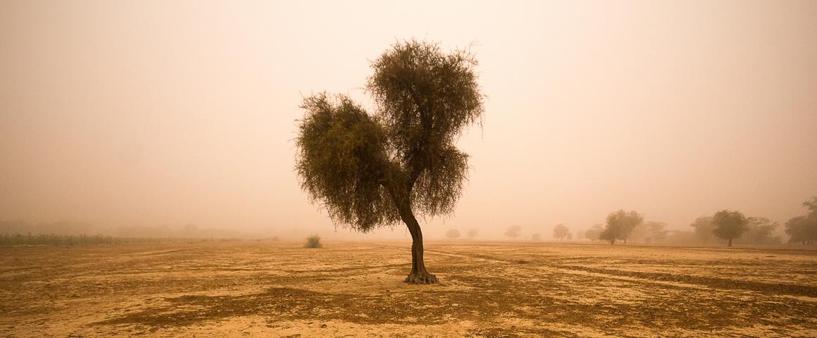 Terres dégradées à Guédé, au Sénégal © R. Belmin, Cirad